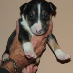 Bull Terrier Puppies For Sale in Alabama